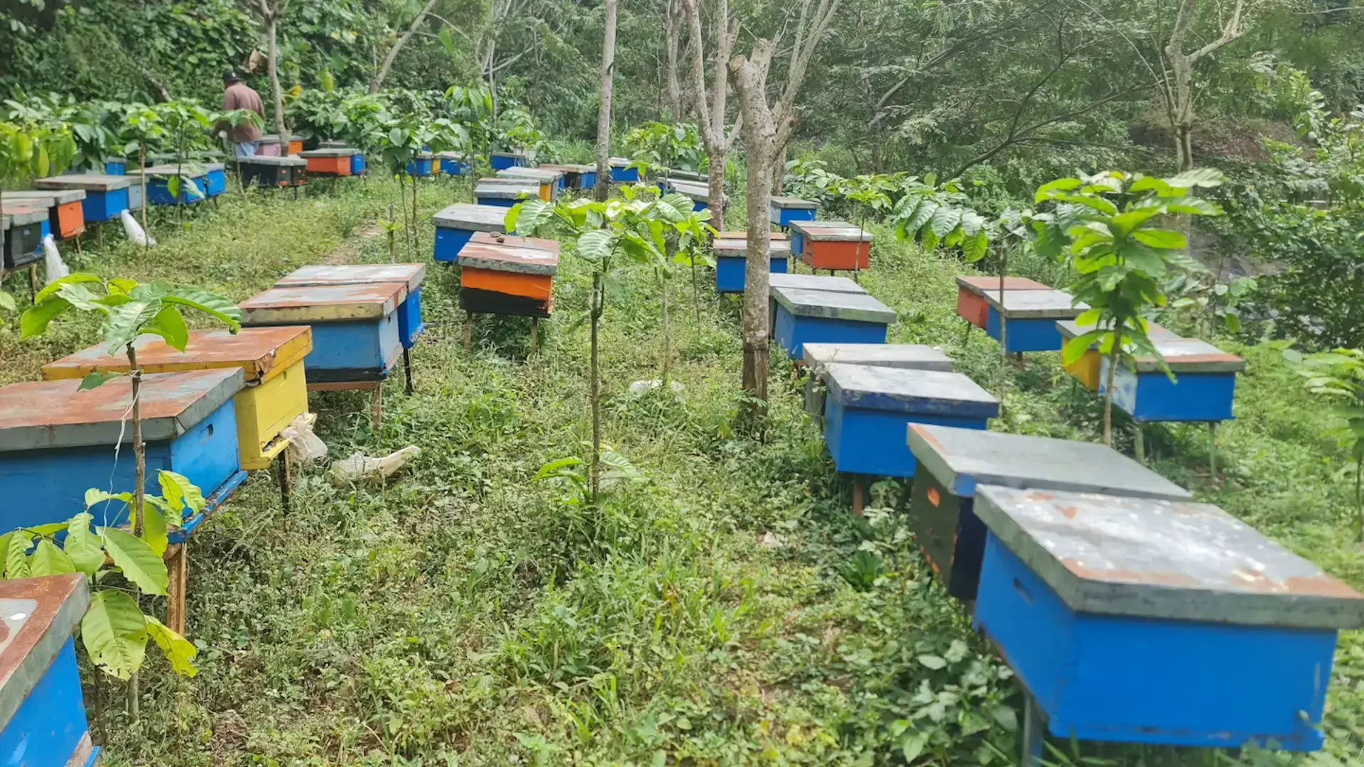 100% Madu Asli & Halal | Rebepal Madu